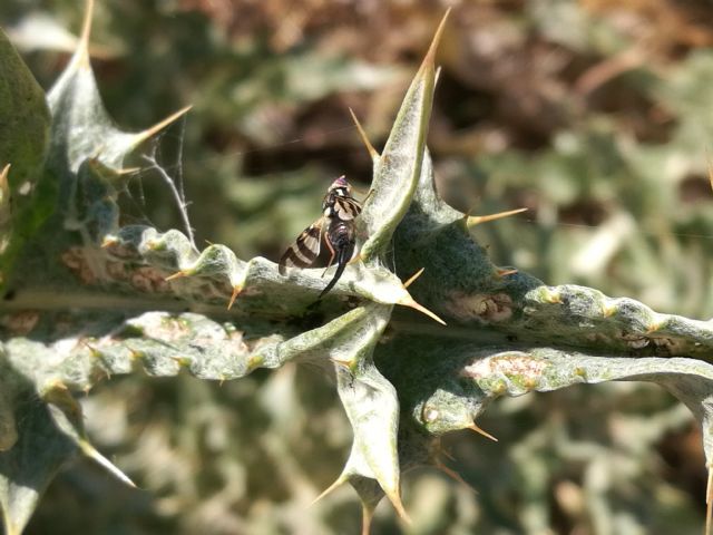 Tephritidae: Urophora sp., femmina